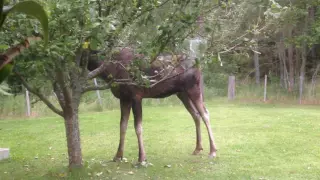 Moose attacking lawnmower