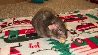 Cute clips of my rats being rats ❤️