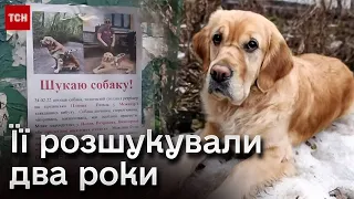 🐶❤️ Історія гідна сценарію кіно! Собака-поводир, яка ЗНИКЛА два роки тому, ЗНАЙШЛАСЯ