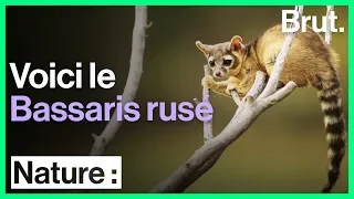 Le Bassaris rusé, cousin du raton-laveur