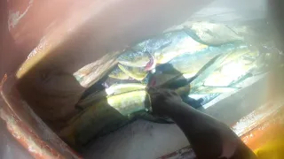 Handline Fishing for mahi mahi, kagwang, barracuda, salmon.