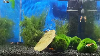 Relaxing shrimp tank aquarium sounds for sleep, study and meditation. Caridina Crystal Red