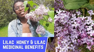 How to make Lilac honey | harvesting Lilac flowers | Lilac medicines and uses