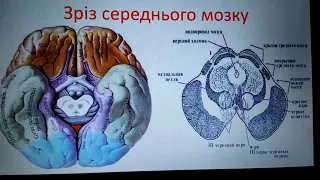 Лекція  Периферична нервова система  ЗДМК  ua
