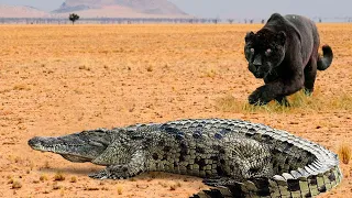 10 Случаев, когда крокодил связался не с тем противником! Вот Что Было Дальше...