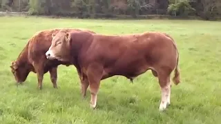 Friesian cow mating with heavy limousin bull