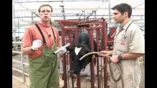 Passing a Stomach Tube to Administer Large Volumes of Fluids to Dairy Cows