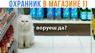 ОХРАННИК В МАГАЗИНЕ ))) | Приколы с котами | Мемозг 1397