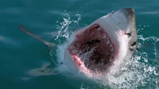 RISE OF THE GREAT WHITE SHARK - ANDY BRANDY CASAGRANDE IV - ABC4EXPLORE