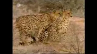 Cheetahs Mating (Fastest Mating Animal)