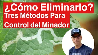 Minadores de las Hojas “Cómo Eliminarlos” (Pregunta de la Semana #16)