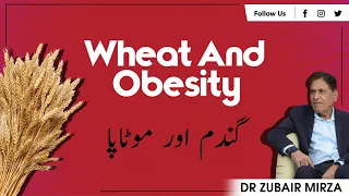 Wheat and Obesity | گندم اور موٹاپا | गेहूं और मोटापा | Dr. Zubair Mirza |