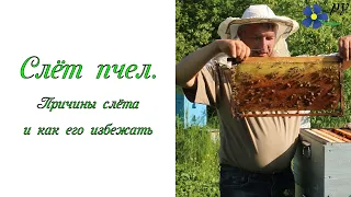 Слет пчел как попытка спастись