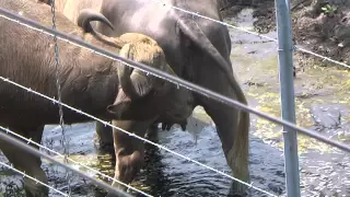 Water buffalo drinking PEE