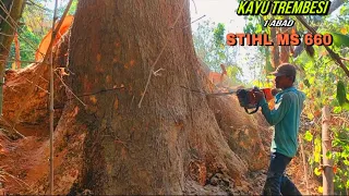 NYAWA JADI TARUHAN !! Tebang Pohon Trembesi Di Tempat Angker Pakai Gergaji Stihl ms660 & Stihl ms070