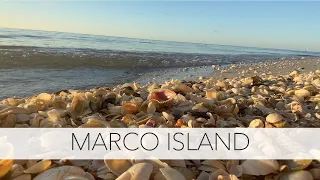 Marco Island Shelling. Low tide shelling for beach treasures that you can only get to at low tide.
