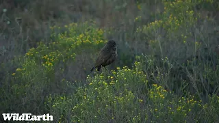 WildEarth - Sunset Safari - 25 August 2023