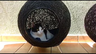 Toca, arranhador, caminha toquinha iglu com pezinho para gatos