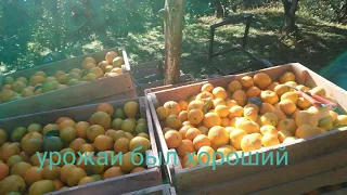 пришло время собирать мандарины 🍊😄