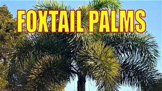 FOXTAIL PALMS | Everything You Need to Know About Them