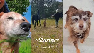 Who arrived at the Sanctuary today?! | Happy Koda and Benji! - Stories from the Magical Sanctuary