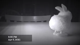 Easter Bunny caught on Security camera
