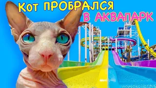 Кот плавает в ОГРОМНОМ АКВАПАРКЕ ! 😻 Кот Миллион