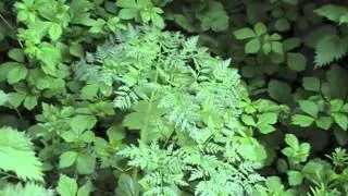 Poisonous Plants 1-2-1 Conium maculatum, poison hemlock