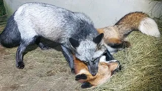 Лис в норе у лисицы
