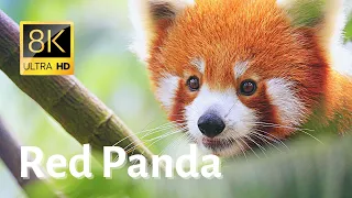 Impressive close-ups of Red Pandas - 8K [Ultra HD]