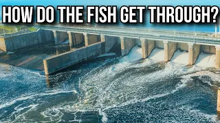 Fish Biologist Reacts To "How Fish Survive Hydro Turbines"