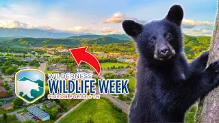 Exploring Wilderness Week in Pigeon Forge, TN (2023 - The Ramsey Hotel)