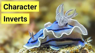 Top 6 Saltwater Aquarium Character Inverts