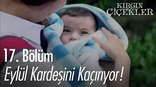 Eylül kardeşini kaçırıyor! - Kırgın Çiçekler 17. Bölüm