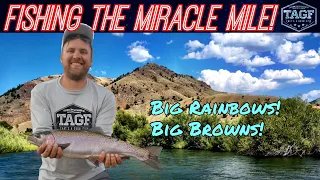 Wyoming Trout Fishing the North Platte River w/ Spinning Tackle!