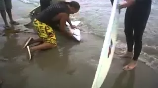 Baby Great White Shark Rescued in Venice Beach