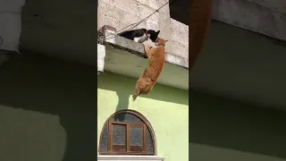 Cat fall from the balcony #shorts #cat