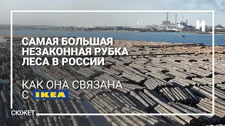 Самая большая незаконная рубка леса в России — как она связана с IKEA