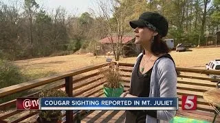 Cougar Sightings On The Rise In Middle Tennessee