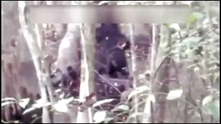 Bigfoot best video evidence yet uncut footage