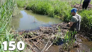 Manual Beaver Dam Removal No.150 - A Sunny Day With My Wife