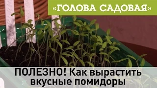 Голова садовая - ПОЛЕЗНО! Как вырастить вкусные помидоры