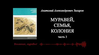 А.А. Захаров, "МУРАВЕЙ, СЕМЬЯ, КОЛОНИЯ",  ч. 3