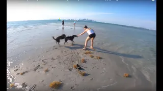 CRAZY WATER DOGS! These dogs will make you happy. Key Biscayne - Florida