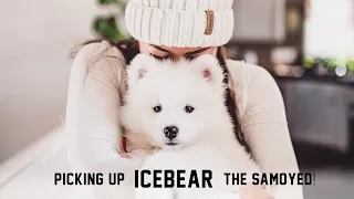 Picking Up ICEBEAR The Samoyed Puppy! California to Colorado