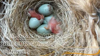 Breeding Native British Finches - Season 2 Part 2 The Native Diaries