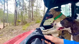 Mastiff Dog Life at the Farm | Mail Opening | Dingo Learning to Chase Toy not Dogs