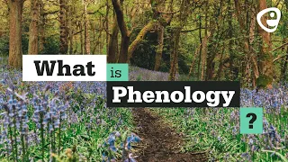 What is Phenology?