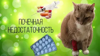 ПОЧЕЧНАЯ НЕДОСТАТОЧНОСТЬ У КОТА. Лечение.