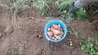 Балтик роуз картофель 🥔 2021